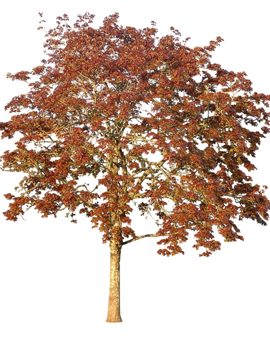 Debra Maple Maple, Deborah Norway (Acer Platanoides 'Deborah') - Growing Guide ...