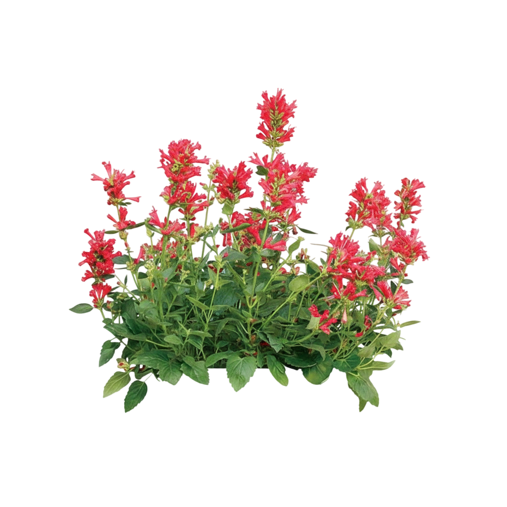 Dwarf Hummingbird Mint (Agastache X Kudos™ Red) - Growing Guide ...