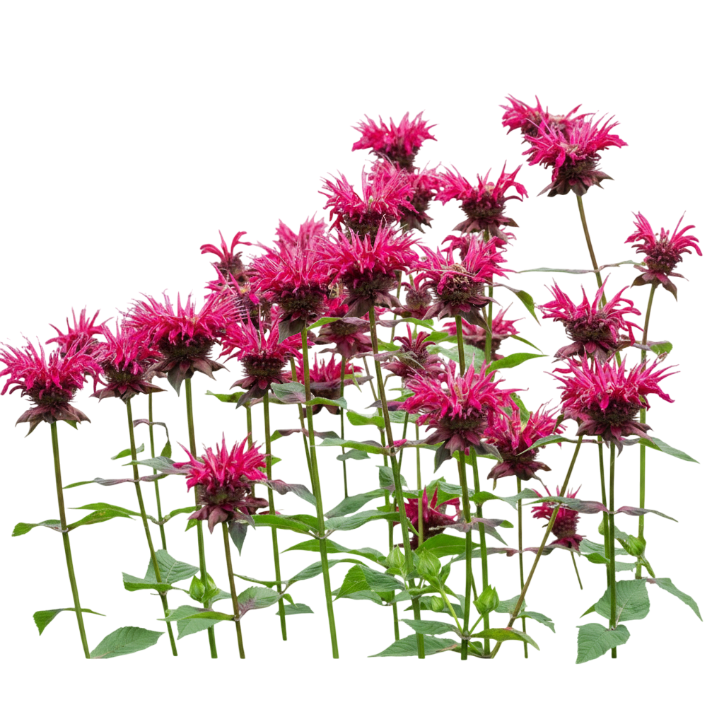 Bee Balm (Monarda X 'Raspberry Wine') - Growing Guide | Neighborbrite