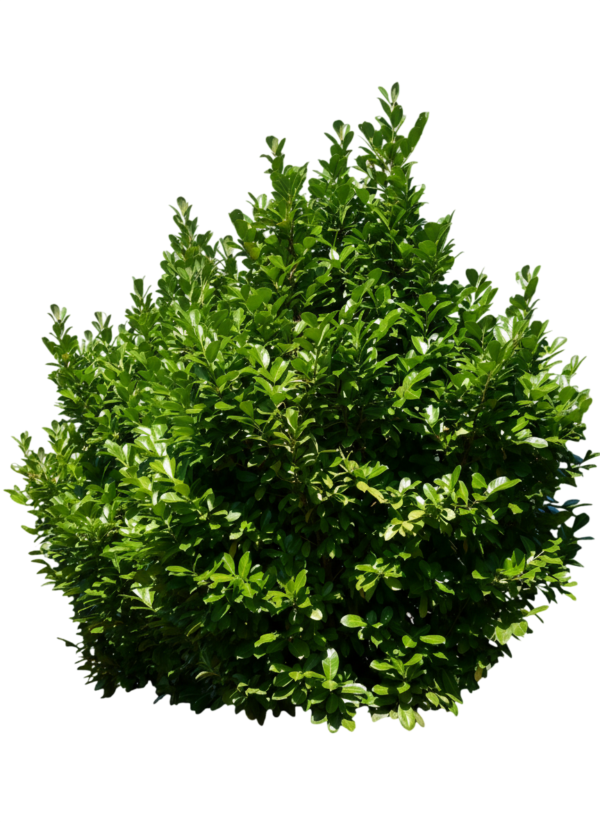 Volcano Cherry Laurel (Prunus Laurocerasus 'Volcano') - Growing Guide ...