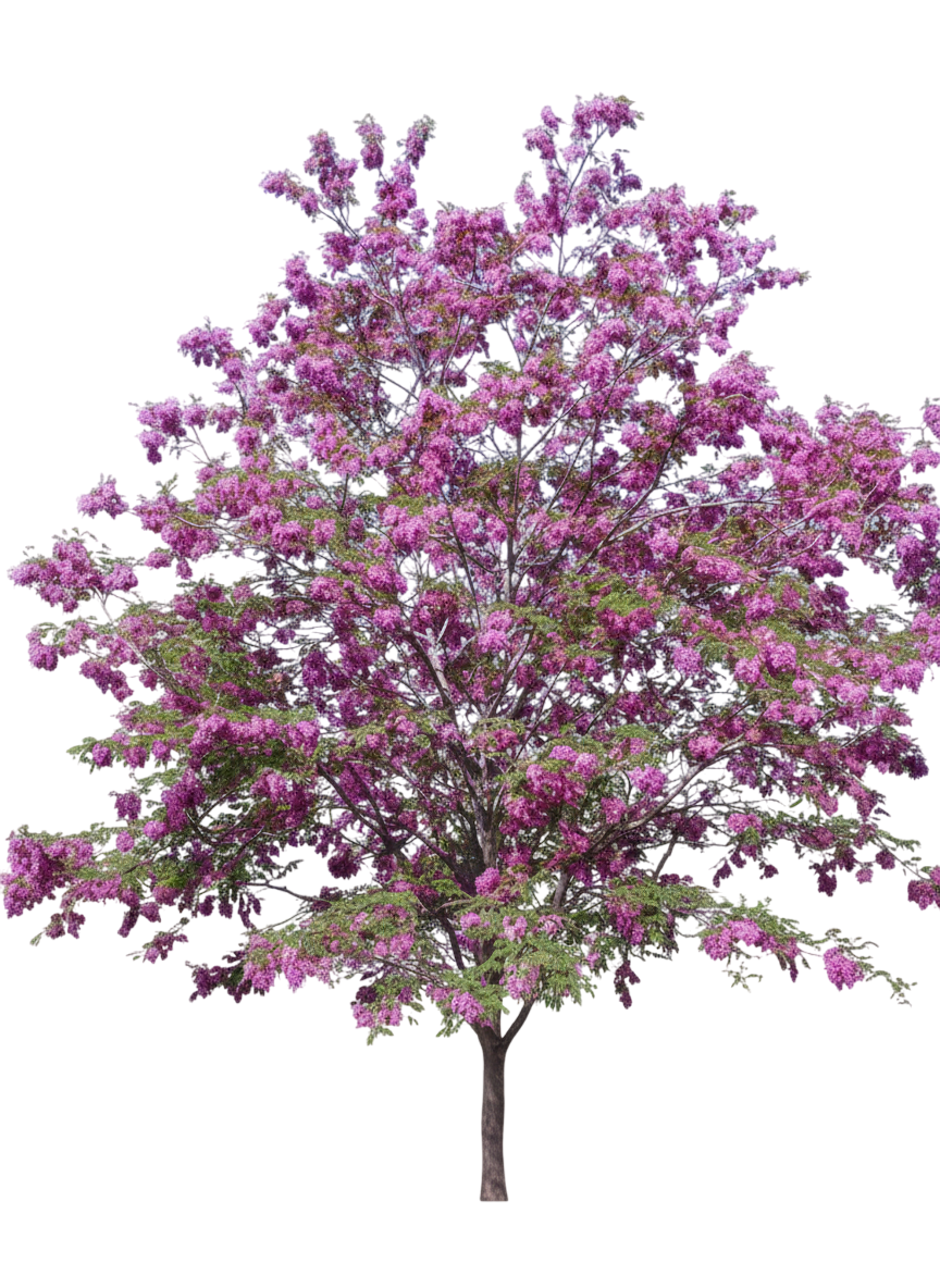 Locust, Purple Robe (Robinia Psuedoacacia ‘Purple Robe’) - Growing ...